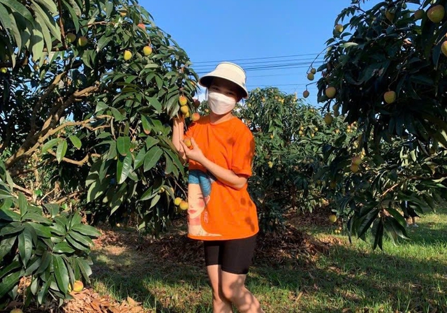 Dân trồng vải háo hức vì vải sớm đầu mùa giá cao vẫn 'cháy hàng'- Ảnh 1.