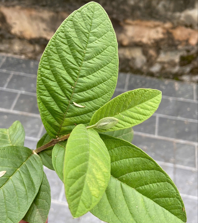 Uống nước lá ổi hàng ngày có tốt không?- Ảnh 2.
