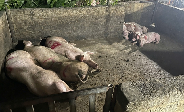 Giết mổ lợn bệnh, gần 3 tấn thịt nhiễm dịch tả châu Phi bị tiêu huỷ ở Hà Nam- Ảnh 1. Giết mổ lợn bệnh, gần 3 tấn thịt nhiễm dịch tả châu Phi bị tiêu huỷ ở Hà Nam- Ảnh 1.