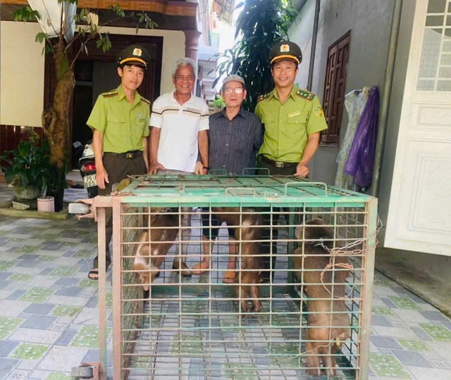 Người dân ở Huế liên tục giao nộp động vật quý hiếm- Ảnh 2. Người dân ở Huế liên tục giao nộp động vật quý hiếm- Ảnh 2.