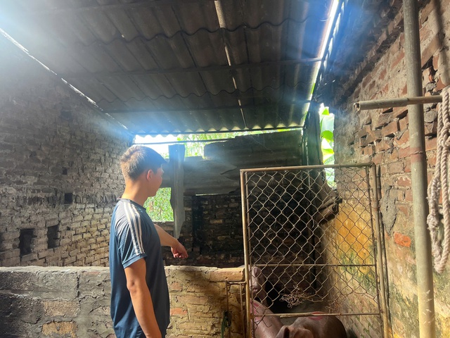Lòng se điếu cực hiếm ở chợ truyền thống, không phải cứ có tiền là mua được- Ảnh 3. Lòng se điếu cực hiếm ở chợ truyền thống, không phải cứ có tiền là mua được- Ảnh 3.