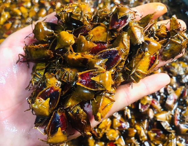 Đặc sản khiến nhiều người 'rùng mình', giá gần nửa triệu đồng/kg vẫn đắt hàng- Ảnh 1. Đặc sản khiến nhiều người 'rùng mình', giá gần nửa triệu đồng/kg vẫn đắt hàng- Ảnh 1.