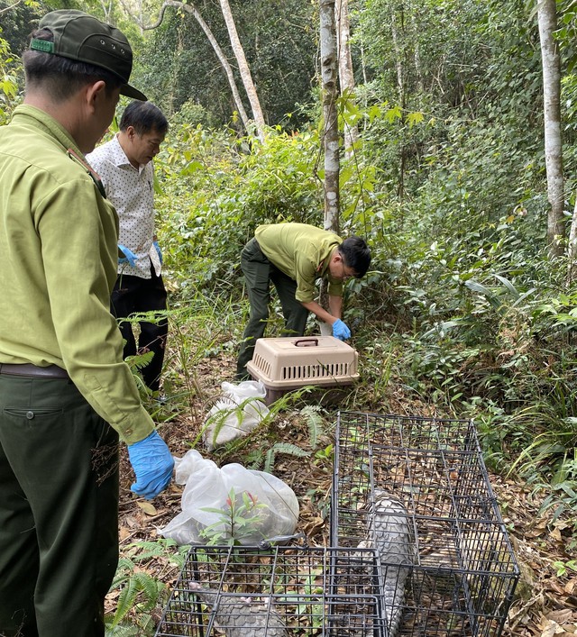 Hàng loạt động vật quý hiếm đang sống khỏe ở Tây Nguyên- Ảnh 5. Hàng loạt động vật quý hiếm đang sống khỏe ở Tây Nguyên- Ảnh 5.