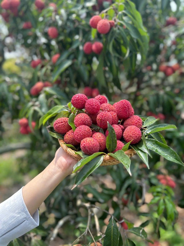 Vải không hạt Trung Quốc gây sốt, dân sành ăn chi tiền triệu để thưởng thức- Ảnh 3. Vải không hạt Trung Quốc gây sốt, dân sành ăn chi tiền triệu để thưởng thức- Ảnh 3.