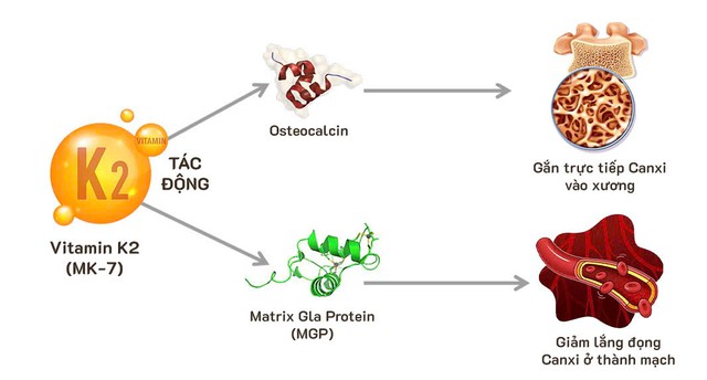 Vai trò của Vitamin K2 và D3 trong hỗ trợ phát triển xương ở trẻ nhỏ: Góc nhìn từ nghiên cứu khoa học quốc tế- Ảnh 1. Vai trò của Vitamin K2 và D3 trong hỗ trợ phát triển xương ở trẻ nhỏ: Góc nhìn từ nghiên cứu khoa học quốc tế- Ảnh 1.