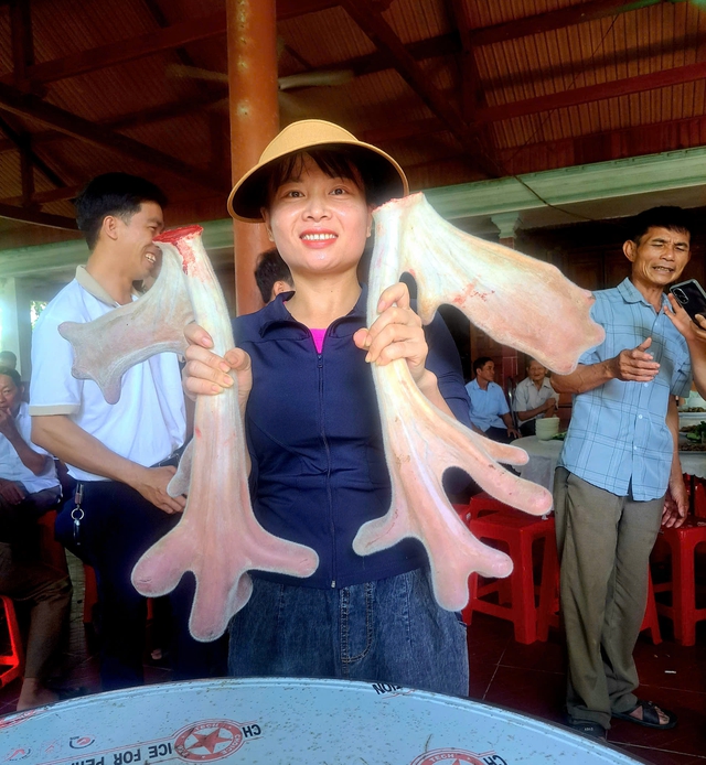 Cặp nhung hươu 'đa chồi, rộ lộc' gây xôn xao ở Hà Tĩnh- Ảnh 1. Cặp nhung hươu 'đa chồi, rộ lộc' gây xôn xao ở Hà Tĩnh- Ảnh 1.