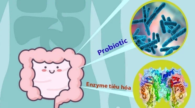Phân biệt men vi sinh và men tiêu hóa: Hiểu rõ để dùng đúng- Ảnh 1. Phân biệt men vi sinh và men tiêu hóa: Hiểu rõ để dùng đúng- Ảnh 1.
