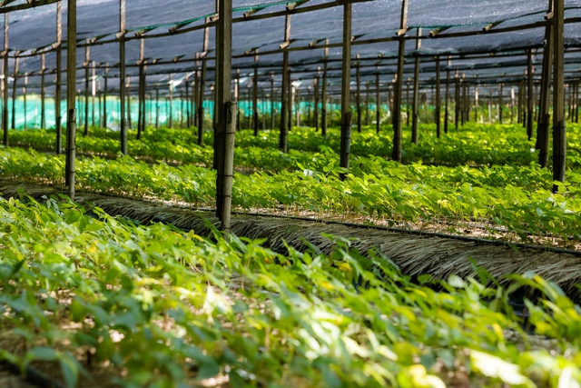 Sâm Thái Minh ký kết hợp tác chiến lược với VGC, bước tiến mới trong tiệm cận công nghệ trồng sâm Hàn Quốc- Ảnh 4. Sâm Thái Minh ký kết hợp tác chiến lược với VGC, bước tiến mới trong tiệm cận công nghệ trồng sâm Hàn Quốc- Ảnh 4.