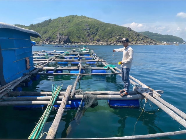4 thanh niên bị khởi tố vì trộm cắp số lượng lớn tôm hùm- Ảnh 1. 4 thanh niên bị khởi tố vì trộm cắp số lượng lớn tôm hùm- Ảnh 1.