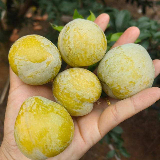 Loại quả lạ có tên mận cau giá 450.000 đồng/kg vẫn hút khách- Ảnh 1. Loại quả lạ có tên mận cau giá 450.000 đồng/kg vẫn hút khách- Ảnh 1.