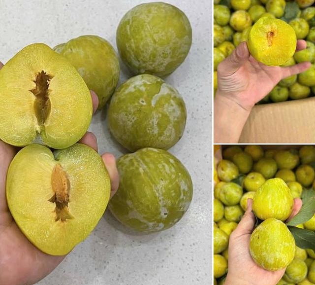 Loại quả lạ có tên mận cau giá 450.000 đồng/kg vẫn hút khách- Ảnh 2. Loại quả lạ có tên mận cau giá 450.000 đồng/kg vẫn hút khách- Ảnh 2.