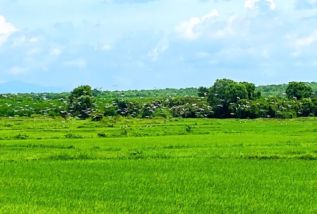 Đàn cò quý hiếm có tên trong Sách đỏ xuất hiện trên đồng ruộng ở Quảng Trị- Ảnh 1. Đàn cò quý hiếm có tên trong Sách đỏ xuất hiện trên đồng ruộng ở Quảng Trị- Ảnh 1.