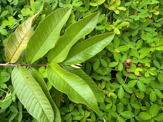 Cách uống nước lá ổi giúp giảm mỡ máu tự nhiên- Ảnh 2. Cách uống nước lá ổi giúp giảm mỡ máu tự nhiên- Ảnh 2.