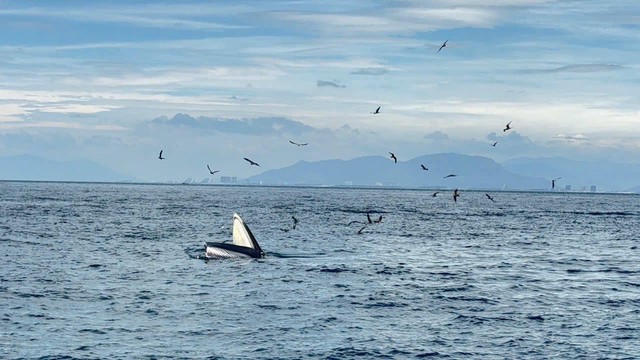 Cá voi hăng say săn mồi trên biển Nha Trang- Ảnh 2.