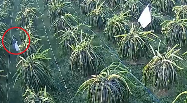 Người trồng thanh long ở Lâm Đồng khổ vì nạn trộm cắp bóng đèn- Ảnh 1. Người trồng thanh long ở Lâm Đồng khổ vì nạn trộm cắp bóng đèn- Ảnh 1.