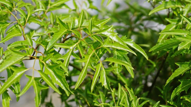 Cách nhận biết và can thiệp sớm cho trẻ tăng động giảm chú ý- Ảnh 2. Cách nhận biết và can thiệp sớm cho trẻ tăng động giảm chú ý- Ảnh 2.