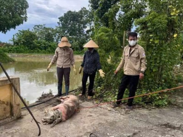 Hàng chục xác lợn chết bị vứt xuống kênh đe dọa nguồn nước và sức khỏe cộng đồng- Ảnh 2. Hàng chục xác lợn chết bị vứt xuống kênh đe dọa nguồn nước và sức khỏe cộng đồng- Ảnh 2.