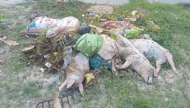Hàng chục xác lợn chết bị vứt xuống kênh đe dọa nguồn nước và sức khỏe cộng đồng- Ảnh 3. Hàng chục xác lợn chết bị vứt xuống kênh đe dọa nguồn nước và sức khỏe cộng đồng- Ảnh 3.