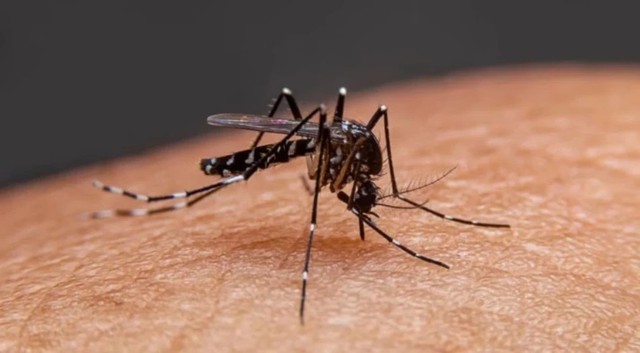Tăng cường giám sát tại cửa khẩu, sân bay phòng chống bệnh Chikungunya- Ảnh 1.