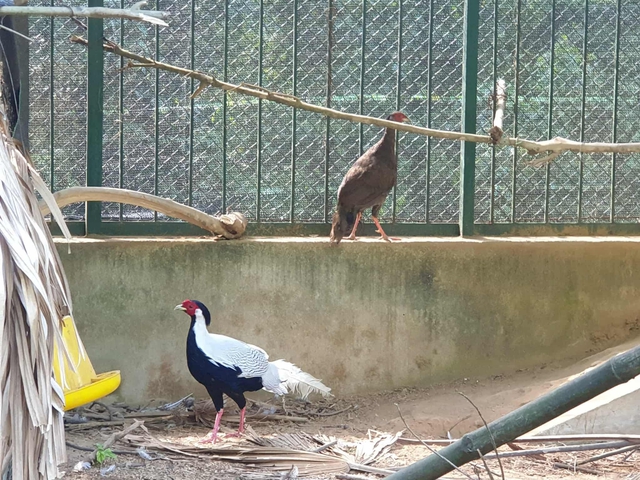 Loài gà lôi trắng quý hiếm được ghi nhận sinh sống ở những đâu của tỉnh Quảng Trị?- Ảnh 4. Loài gà lôi trắng quý hiếm được ghi nhận sinh sống ở những đâu của tỉnh Quảng Trị?- Ảnh 4.