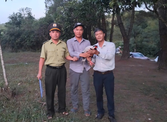 Phát hiện gà lôi trắng quý hiếm bay vào quán nước, người đàn ông giao nộp cho phường- Ảnh 1.
