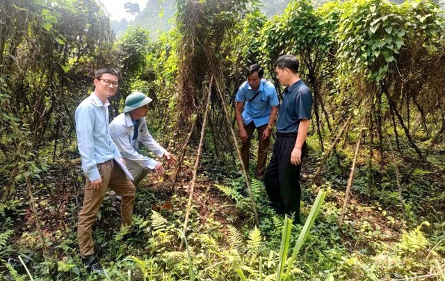 Hợp tác xã vườn giống dược liệu ở Yên Bái: Chuẩn hóa giống, mở rộng vùng trồng bền vững- Ảnh 1. Hợp tác xã vườn giống dược liệu ở Yên Bái: Chuẩn hóa giống, mở rộng vùng trồng bền vững- Ảnh 1.