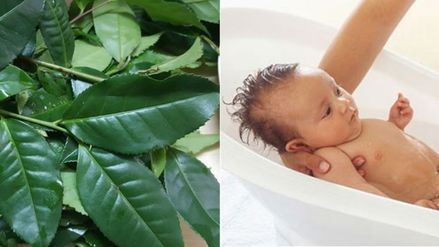 Công dụng làm mát, hỗ trợ phòng rôm sảy từ trà Shan Tuyết vùng cao- Ảnh 1.
