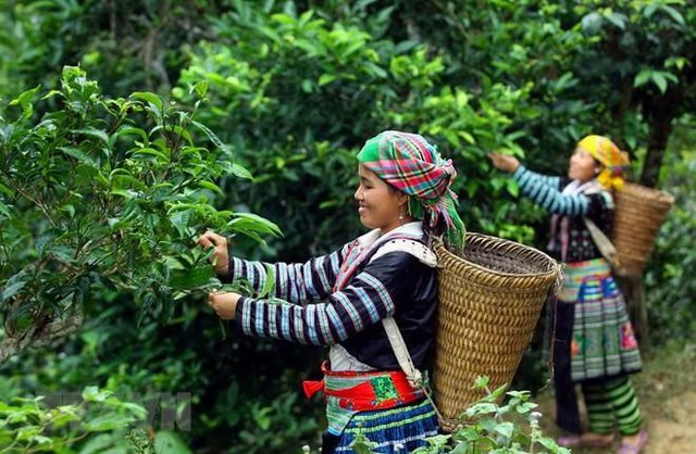 Công dụng làm mát, hỗ trợ phòng rôm sảy từ trà Shan Tuyết vùng cao- Ảnh 2.