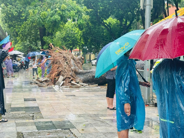 Hà Nội: Cây cổ thụ bật gốc đè trúng 2 ô tô đang lưu thông - Ảnh 3.