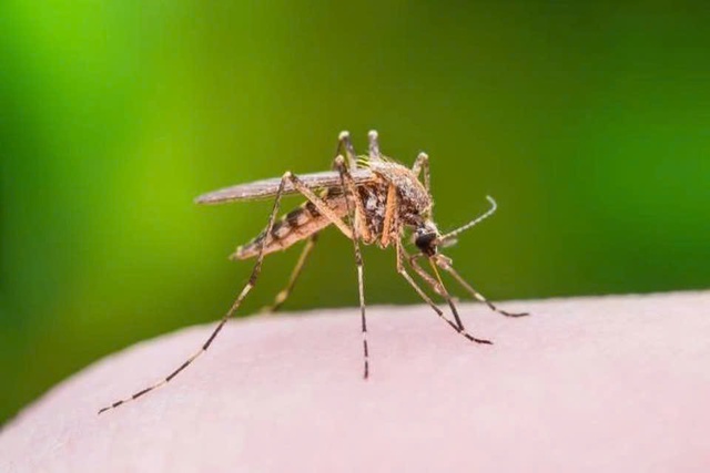 HIV có lây qua muỗi đốt không?- Ảnh 1. HIV có lây qua muỗi đốt không?- Ảnh 1.