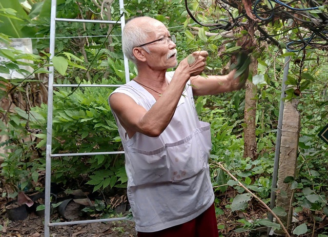 Lương y miệt mài trồng cây thuốc quý tặng bệnh nhân nghèo- Ảnh 1. Lương y miệt mài trồng cây thuốc quý tặng bệnh nhân nghèo- Ảnh 1.