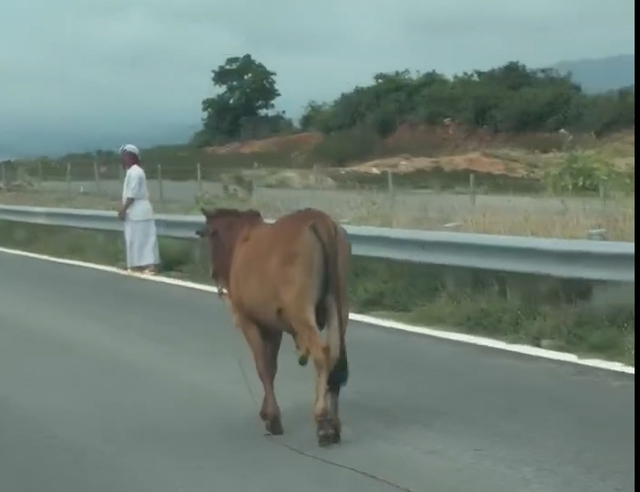 Bò ‘tản bộ’ trên cao tốc Vĩnh Hảo - Phan Thiết, tài xế thót tim tránh va chạm- Ảnh 1.