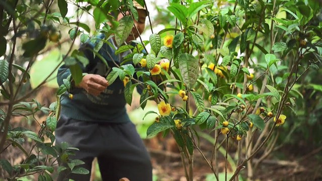 Bảo tồn nguồn gen, định hướng phát triển vùng dược liệu trà hoa vàng- Ảnh 2.