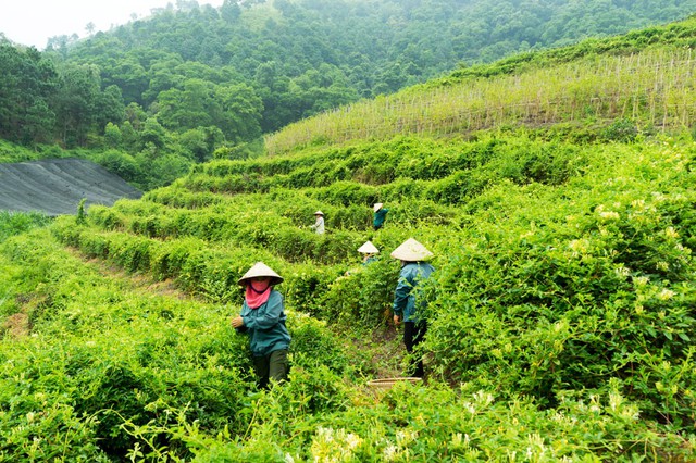 Phát triển dược liệu gắn với sinh kế đồng bào dân tộc thiểu số- Ảnh 2.