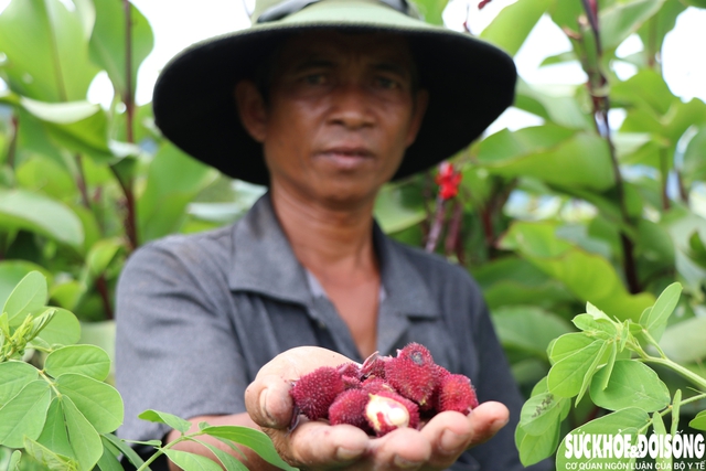 'Hồi sinh' vùng đất sỏi, đá bằng mô hình trồng dược liệu dưới tán cây rừng- Ảnh 5.