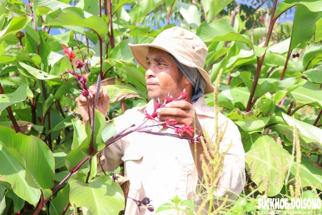 'Hồi sinh' vùng đất sỏi, đá bằng mô hình trồng dược liệu dưới tán cây rừng- Ảnh 4.