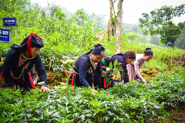 Từ nguồn tài nguyên phong phú, dược liệu Việt Nam đang đứng trước yêu cầu chuẩn hóa sản xuất, nâng cao công nghệ chế biến và mở rộng thị trường để khẳng định thương hiệu quốc gia.