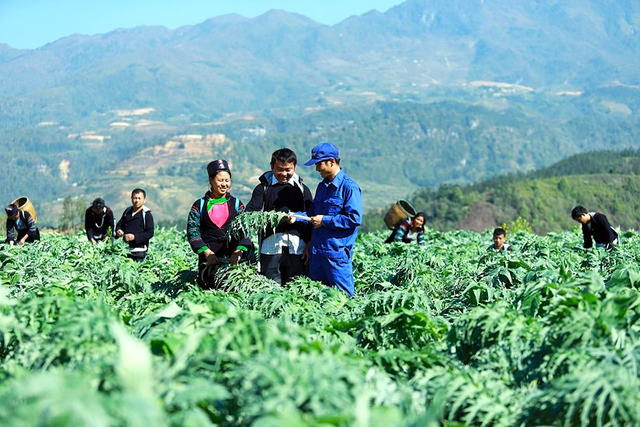 Nhiều vùng đồng bào dân tộc thiểu số đang khai thác tiềm năng dược liệu quý như sâm Ngọc Linh, ba kích, cà gai leo, mở hướng phát triển kinh tế và cơ hội thoát nghèo bền vững. Nhiều vùng đồng bào dân tộc thiểu số đang khai thác tiềm năng dược liệu quý như sâm Ngọc Linh, ba kích, cà gai leo, mở hướng phát triển kinh tế và cơ hội thoát nghèo bền vững.