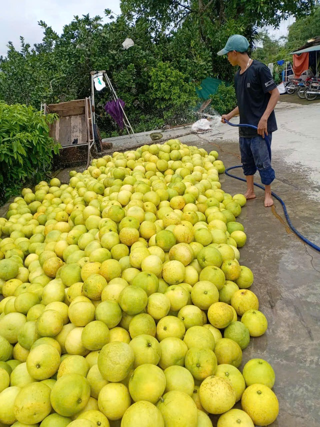 'Thủ phủ' bưởi Phúc Trạch vào vụ thu hoạch- Ảnh 9. 'Thủ phủ' bưởi Phúc Trạch vào vụ thu hoạch- Ảnh 9.