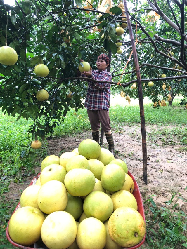 'Thủ phủ' bưởi Phúc Trạch vào vụ thu hoạch- Ảnh 2. 'Thủ phủ' bưởi Phúc Trạch vào vụ thu hoạch- Ảnh 2.