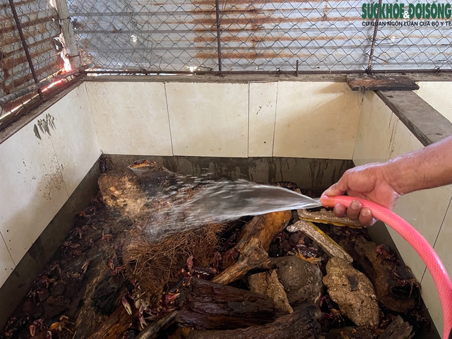 Nuôi cua đá trên đảo Cồn Cỏ: Hướng đi mới cho sinh kế và bảo tồn- Ảnh 7.