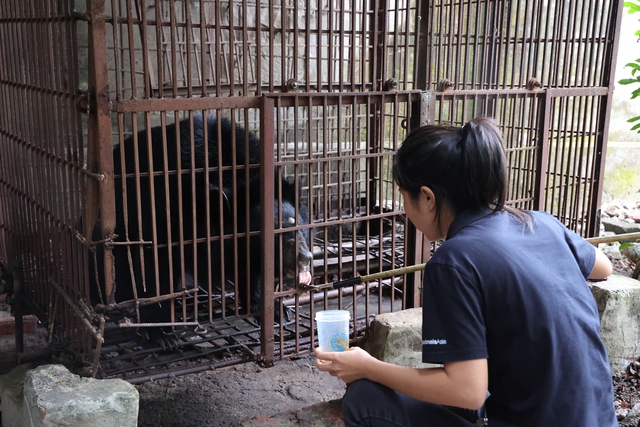 Trung tâm Cứu hộ gấu Việt Nam tiếp nhận, chăm sóc một cá thể gấu ngựa- Ảnh 1. Trung tâm Cứu hộ gấu Việt Nam tiếp nhận, chăm sóc một cá thể gấu ngựa- Ảnh 1.