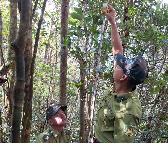 Phát hiện loài chè quý hiếm nằm ở vùng núi cao của Huế- Ảnh 1.