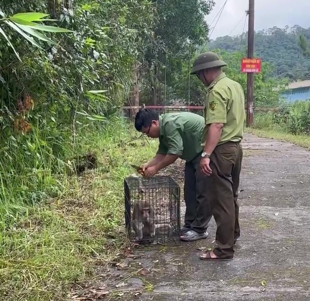 Cận cảnh các loài động vật quý hiếm vừa được thả vào rừng Tây Nguyên- Ảnh 8.