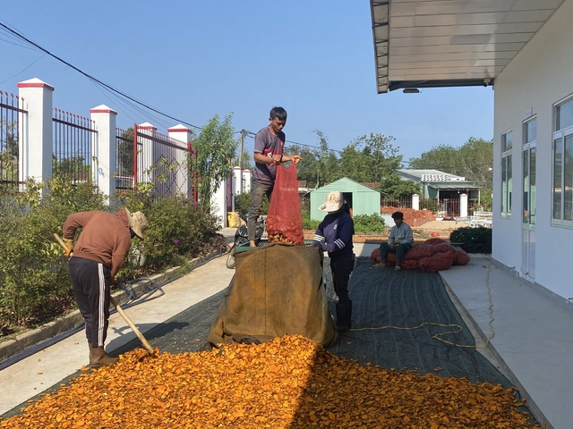 Chiết xuất từ cây đại bi tiền năng thay thế kháng sinh- Ảnh 3.