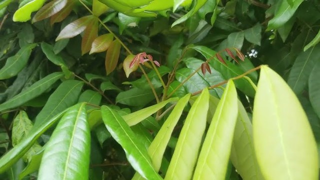 Cây nhãn trị những bệnh gì?- Ảnh 1.