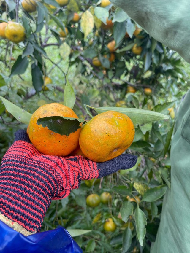 'Thủ phủ' cam Hà Tĩnh đỏ rực chờ Tết- Ảnh 4.