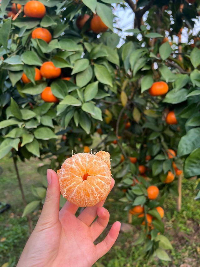 'Thủ phủ' cam Hà Tĩnh đỏ rực chờ Tết- Ảnh 9.