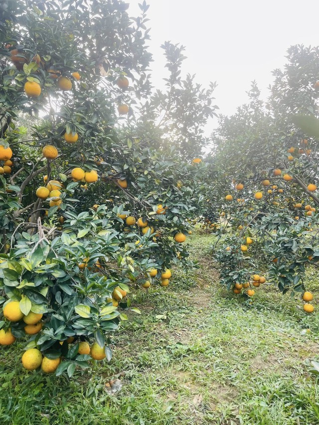 'Thủ phủ' cam Hà Tĩnh đỏ rực chờ Tết- Ảnh 7.