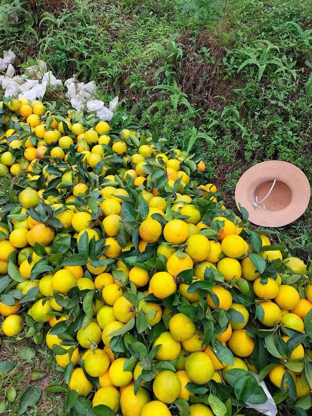 'Thủ phủ' cam Hà Tĩnh đỏ rực chờ Tết- Ảnh 10.